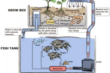 Ciclo aquapônico.