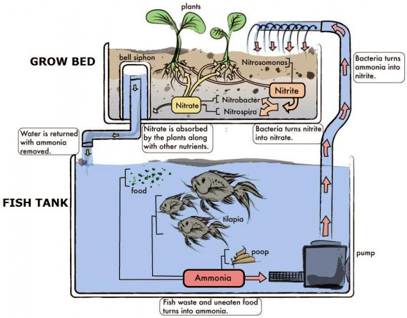 Ciclo aquapônico.
